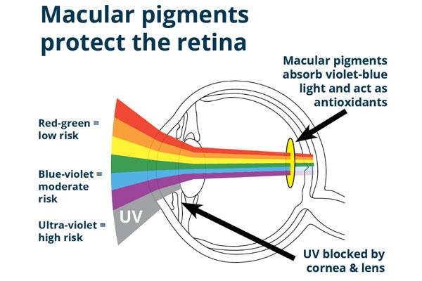 Protecting your eyes. Preventing macular degeneration.: Blog ...